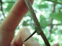 Sideroxylon lycioides