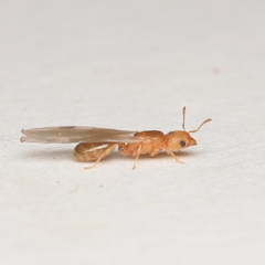 Pheidole californica