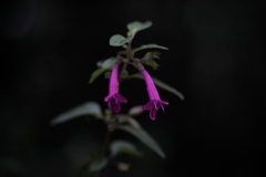 Clinopodium multiflorum
