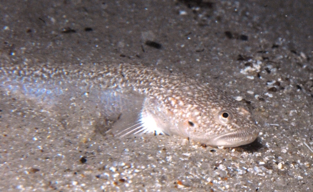 Common Sandfish