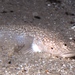 Flathead Sandfish - Photo (c) David Spencer Muirhead, some rights reserved (CC BY-NC), uploaded by David Spencer Muirhead
