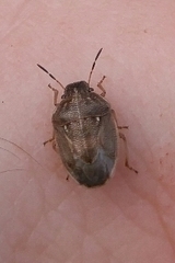 Neottiglossa pusilla