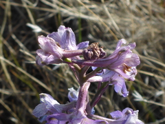 Delphinium recurvatum