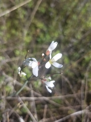 Cardamine penduliflora