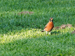 Turdus migratorius