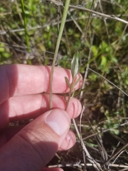 Cardamine penduliflora