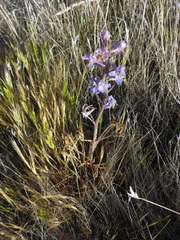 Delphinium recurvatum