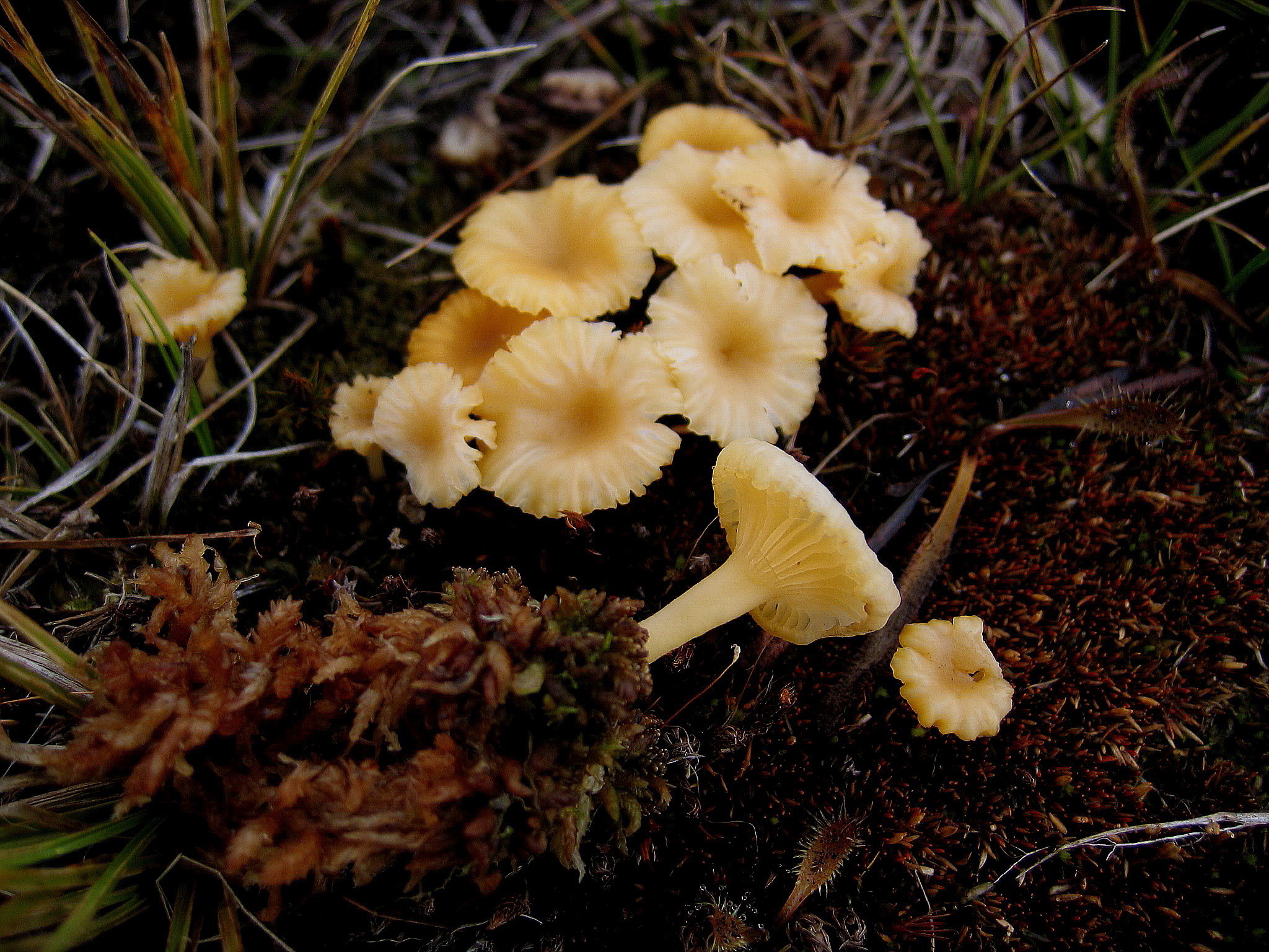 Lichenomphalia alpina image