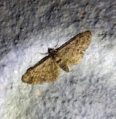 Eupithecia columbiata