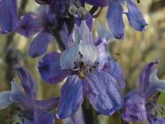 Delphinium recurvatum
