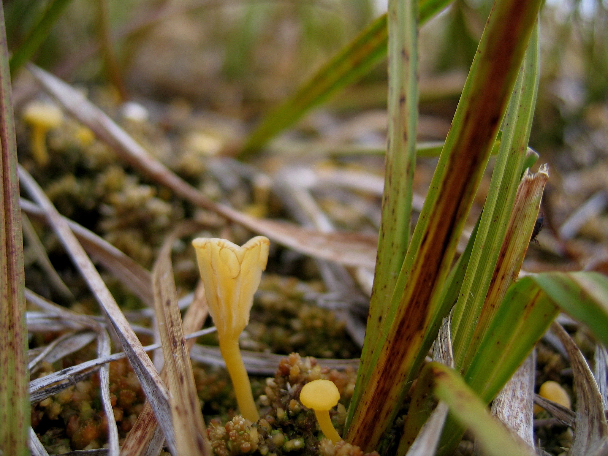 Lichenomphalia alpina image