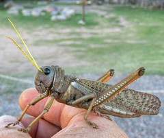 Tropidacris collaris