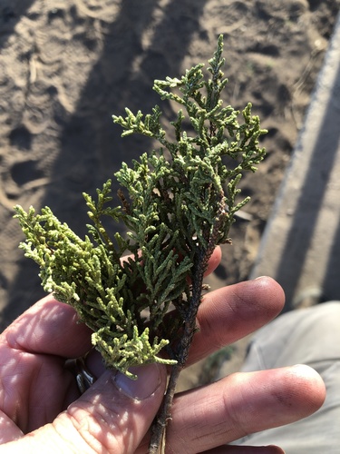 Redberry juniper (Juniperus coahuilensis)