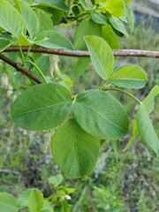 Staphylea bolanderi