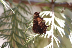 Polygonia oreas