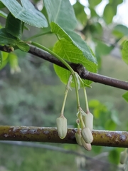 Staphylea bolanderi