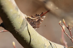 Polygonia oreas