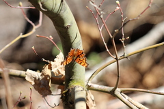 Polygonia oreas
