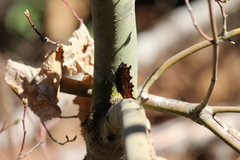 Polygonia oreas