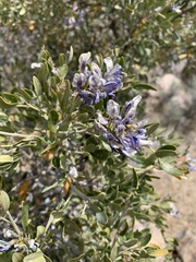 Dermatophyllum arizonicum