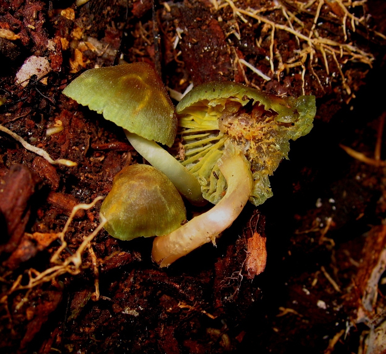Humidicutis multicolor image