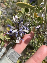 Dermatophyllum arizonicum