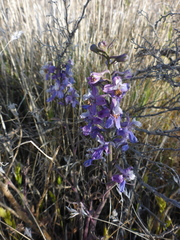 Delphinium recurvatum