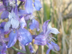 Delphinium recurvatum