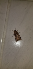 Feltia subterranea