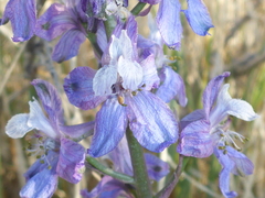 Delphinium recurvatum