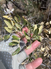 Dermatophyllum arizonicum