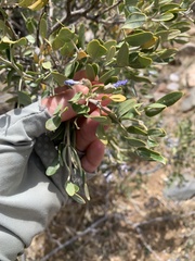 Dermatophyllum arizonicum