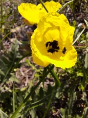 Oenothera berlandieri pinifolia