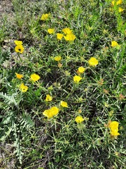 Oenothera berlandieri pinifolia
