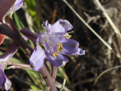 Delphinium recurvatum