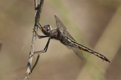 Epitheca petechialis