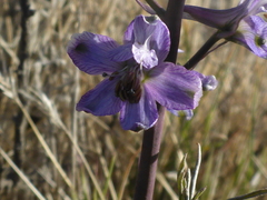 Delphinium recurvatum