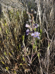 Delphinium recurvatum