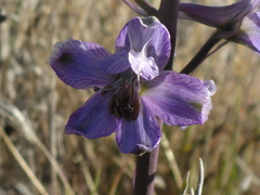 Delphinium recurvatum
