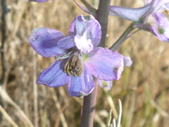 Delphinium recurvatum