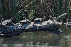 Actinemys marmorata marmorata