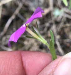 Phlox roemeriana