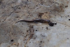 Plethodon dorsalis