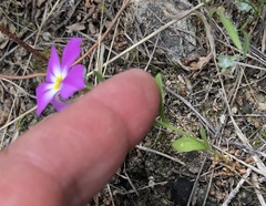 Phlox roemeriana