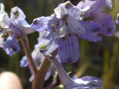 Delphinium recurvatum