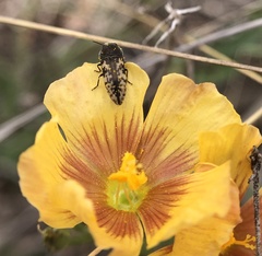 Acmaeodera neglecta neoneglecta