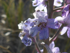 Delphinium recurvatum