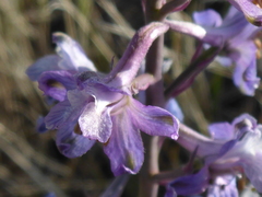 Delphinium recurvatum