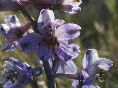 Delphinium recurvatum