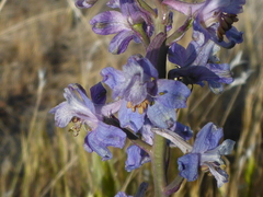 Delphinium recurvatum